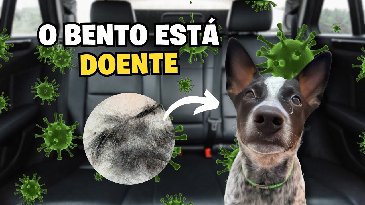 A Pele Do Bento Está Cheia De Feridas 😔