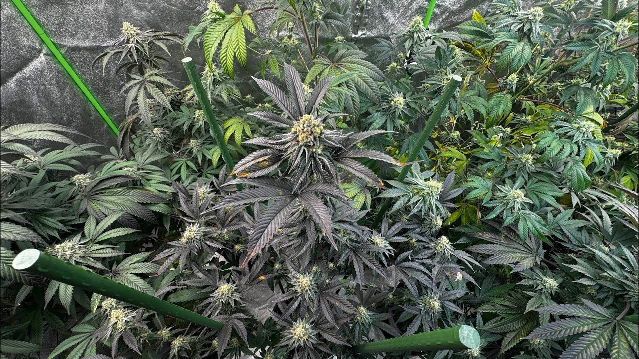 Harvesting the fastest flowering plant I&rsquo;ve grown! Punch Cake by Elev8 seeds. Organic cannabis grow.
