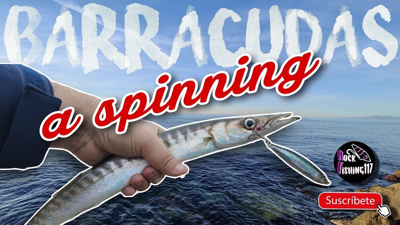 BARRACUDAS a Spinning. T&eacute;cnica y se&ntilde;uelos apropiados.