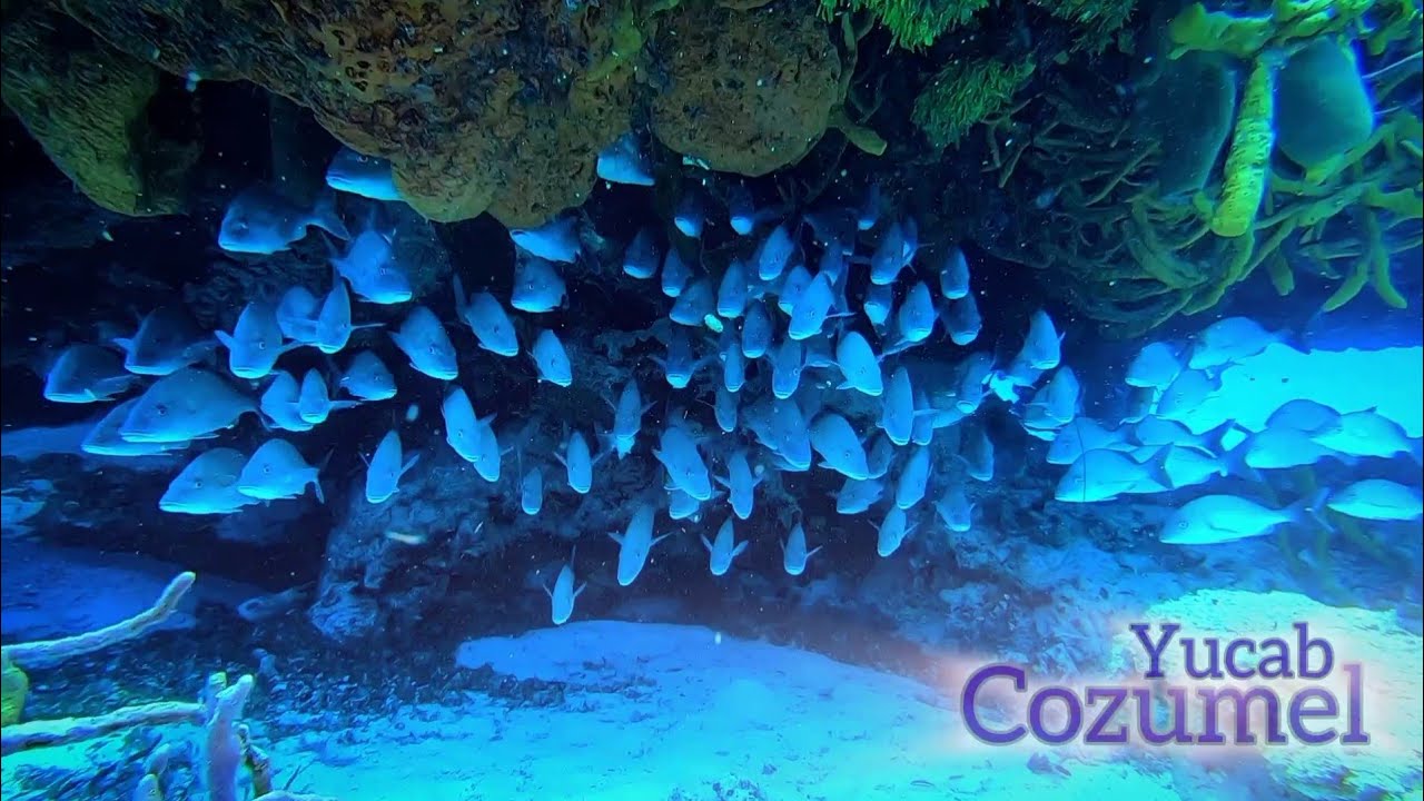 Buceo en Cozumel, Yucab (11.06.25)