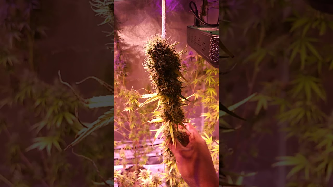 Ghost train haze week 8
