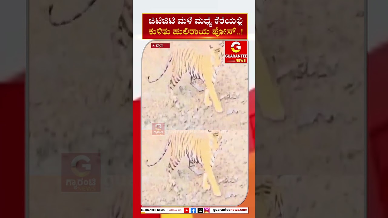 ಜಿಟಿಜಿಟಿ ಮಳೆ ಮಧ್ಯೆ ಕೆರೆಯಲ್ಲಿ ಕುಳಿತು ಹುಲಿರಾಯ ಪೋಸ್..! | Guarantee News
