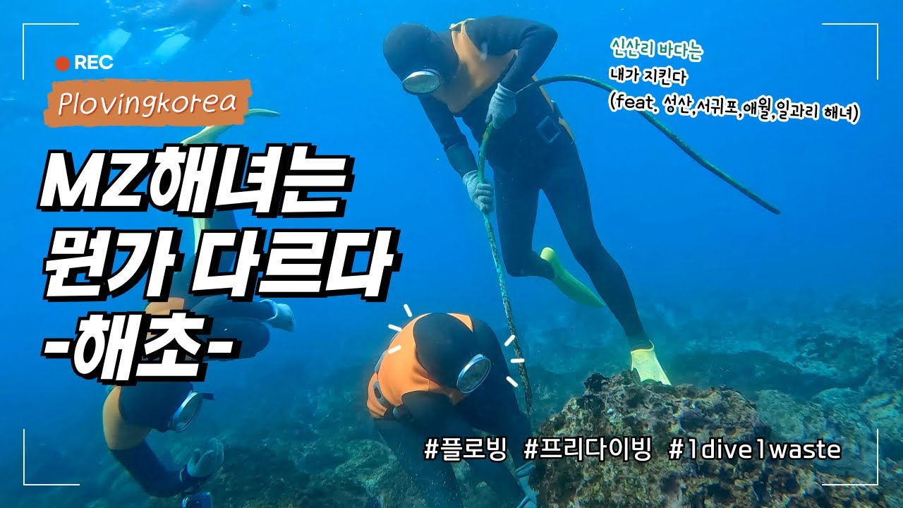 요즘해녀 / 제주도 🏝️ 젊은(?)해녀들은 다른 것을 잡는다
