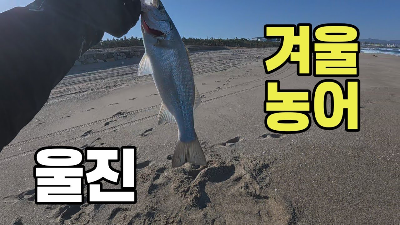 한겨울에도 해변에서 농어가 나옵니다.