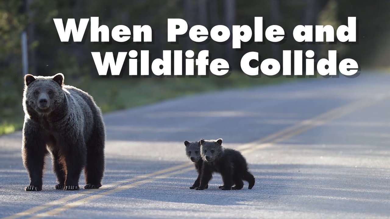 Teaching Kids About Human–Wildlife Conflict