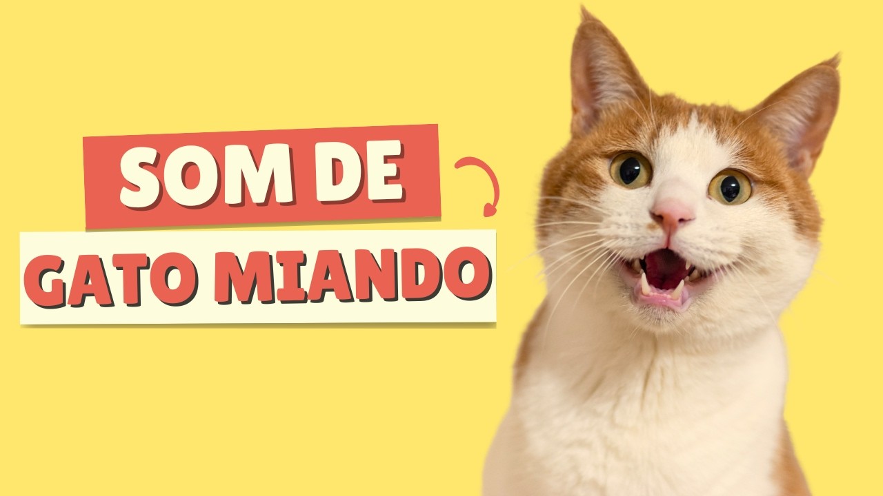 GATO MIANDO | MIADO DE GATO