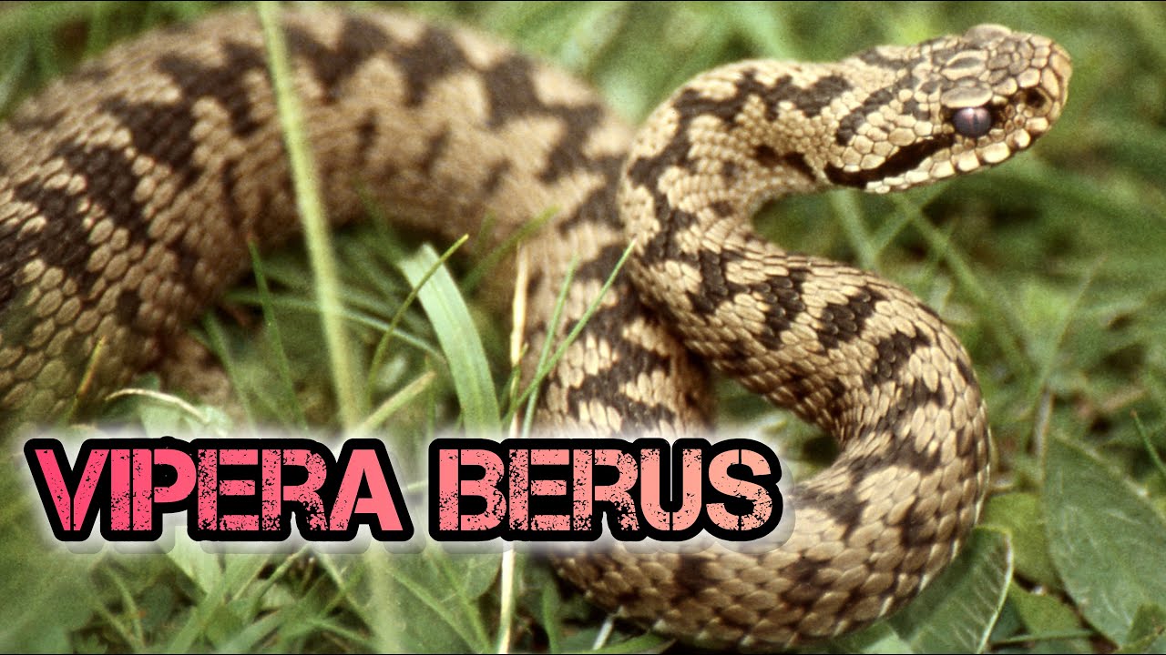 Todo sobre la Vipera berus: La Serpiente Venenosa de Europa