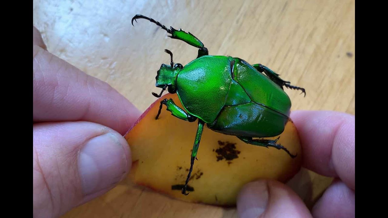 Flower Beetles