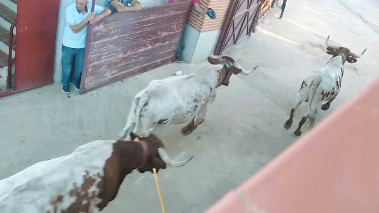 segundo encierro macotera parte 1
