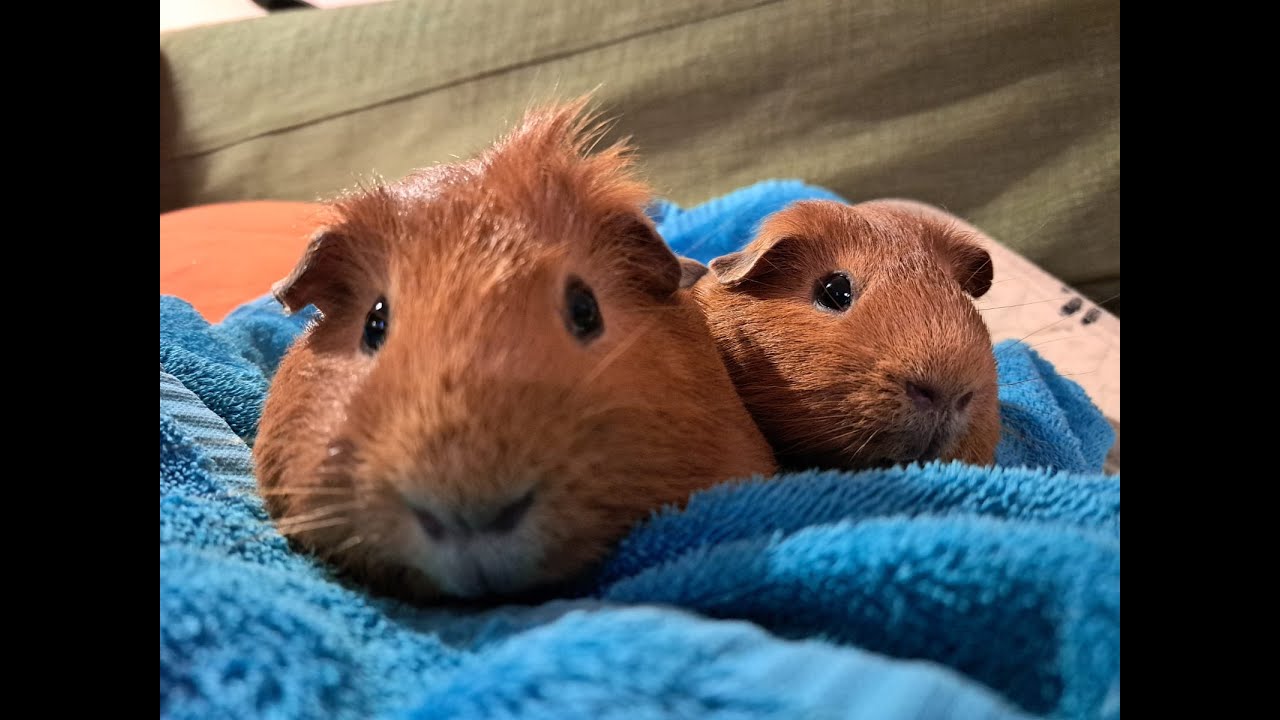 小豬豬狂啃青椒 | Piggies Chomping on Green Pepper