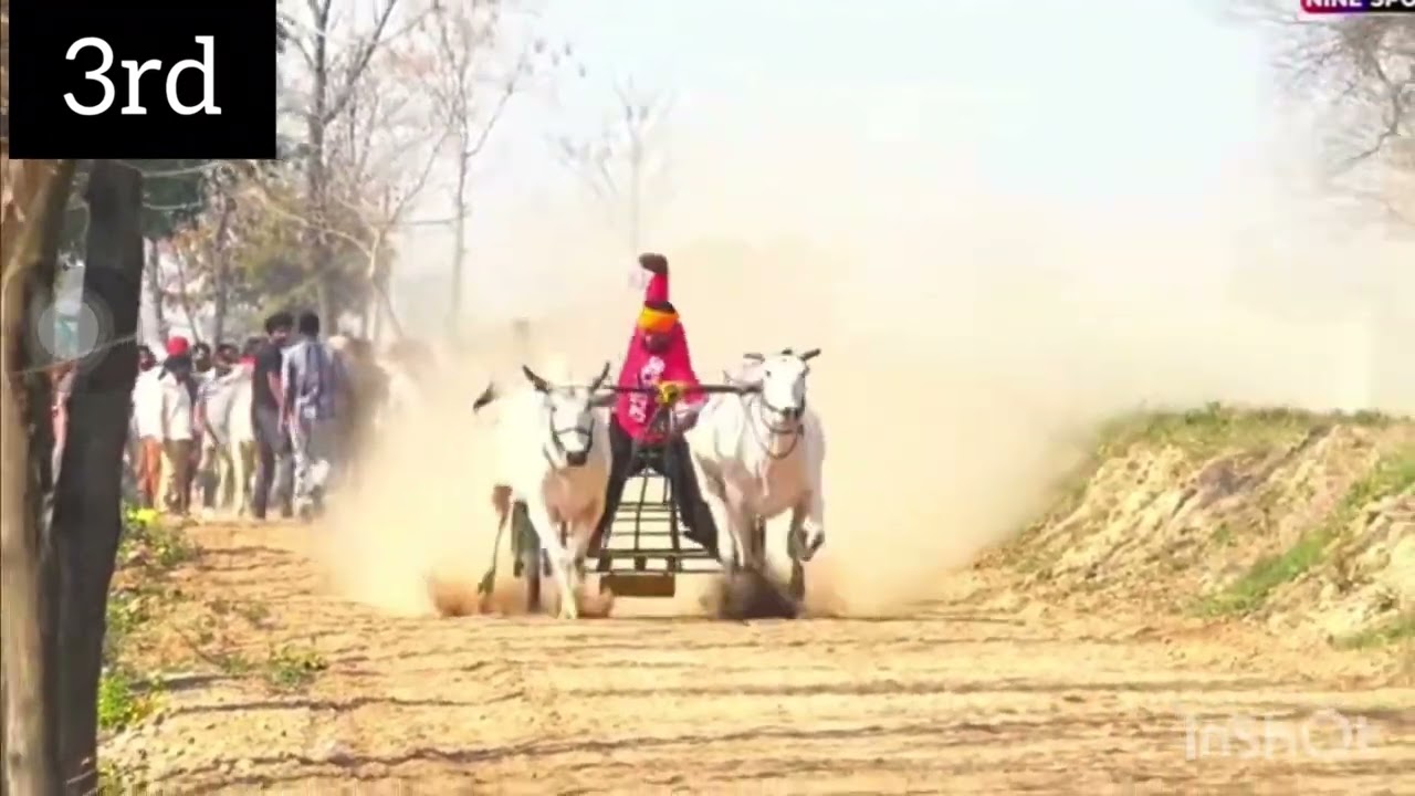 Today ox race gureh top 5 race