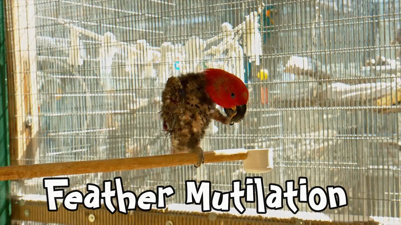 How to Stop Parrot Feather Plucking Behavior