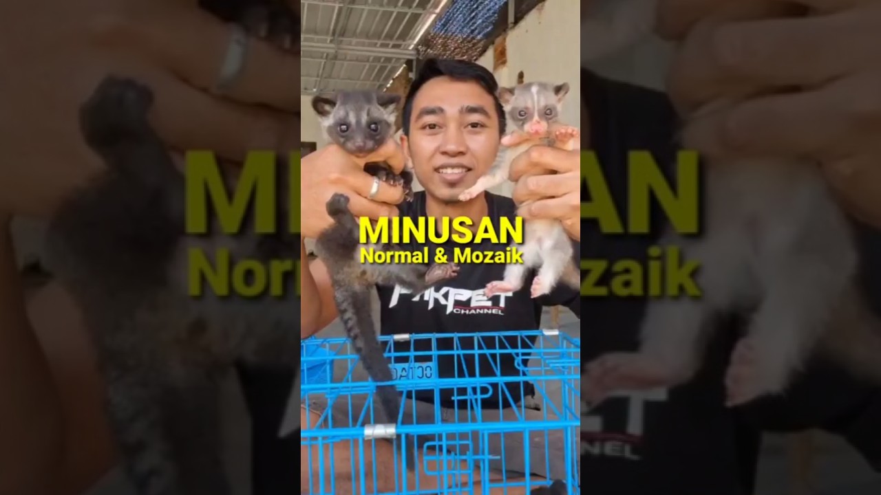MUSANG EDISI MINUSAN Nih...