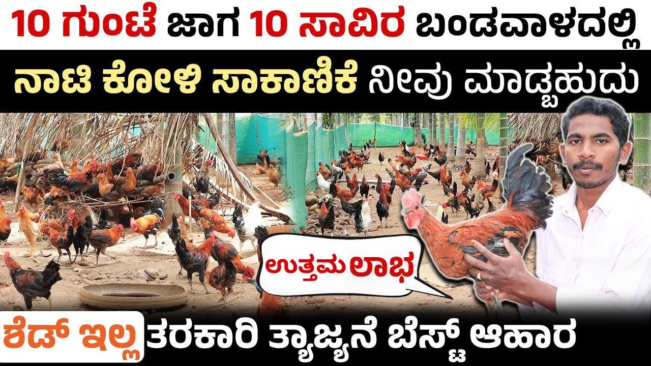 ಶೆಡ್ ಇಲ್ಲದೆ ಕಡಿಮೆ ಬಂಡವಾಳದಲ್ಲಿ ನಾಟಿ ಕೋಳಿ ಸಾಕಾಣಿಕೆ! ಎಷ್ಟು ಲಾಭ ಅಂತೀರಾ? | Nati Koli Farming | Chaithra