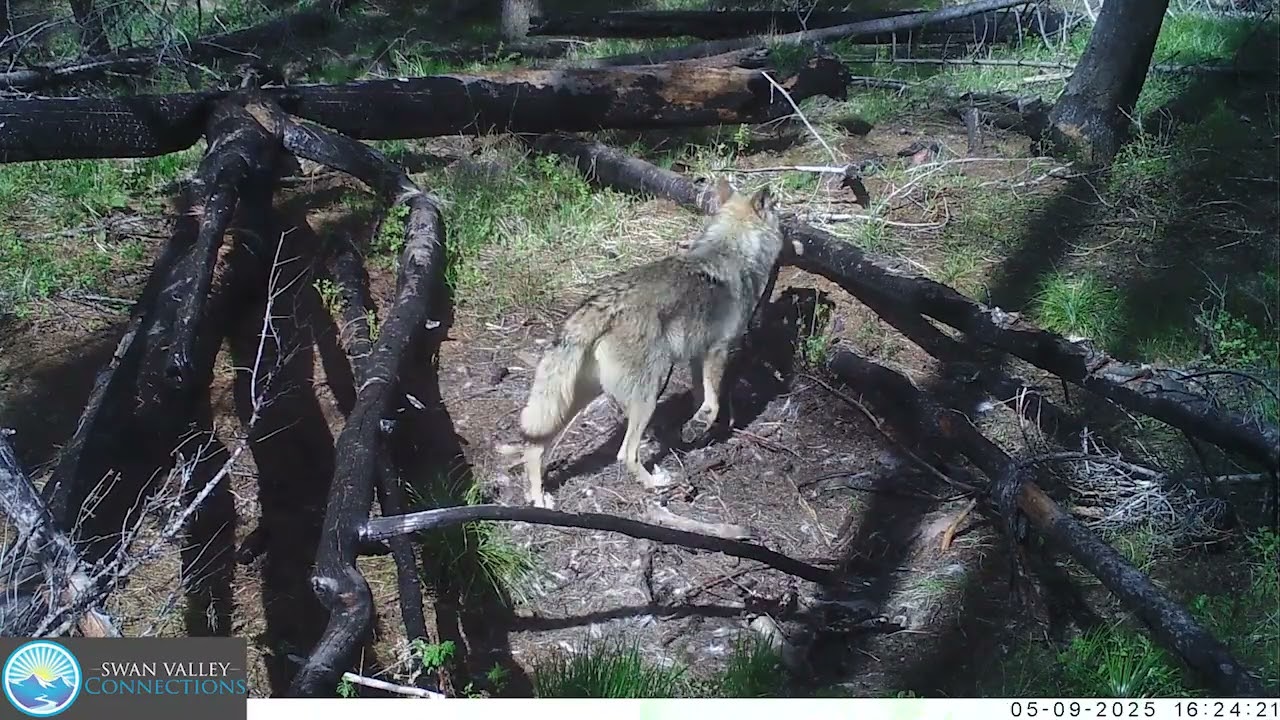 2025 Wolf Compilation