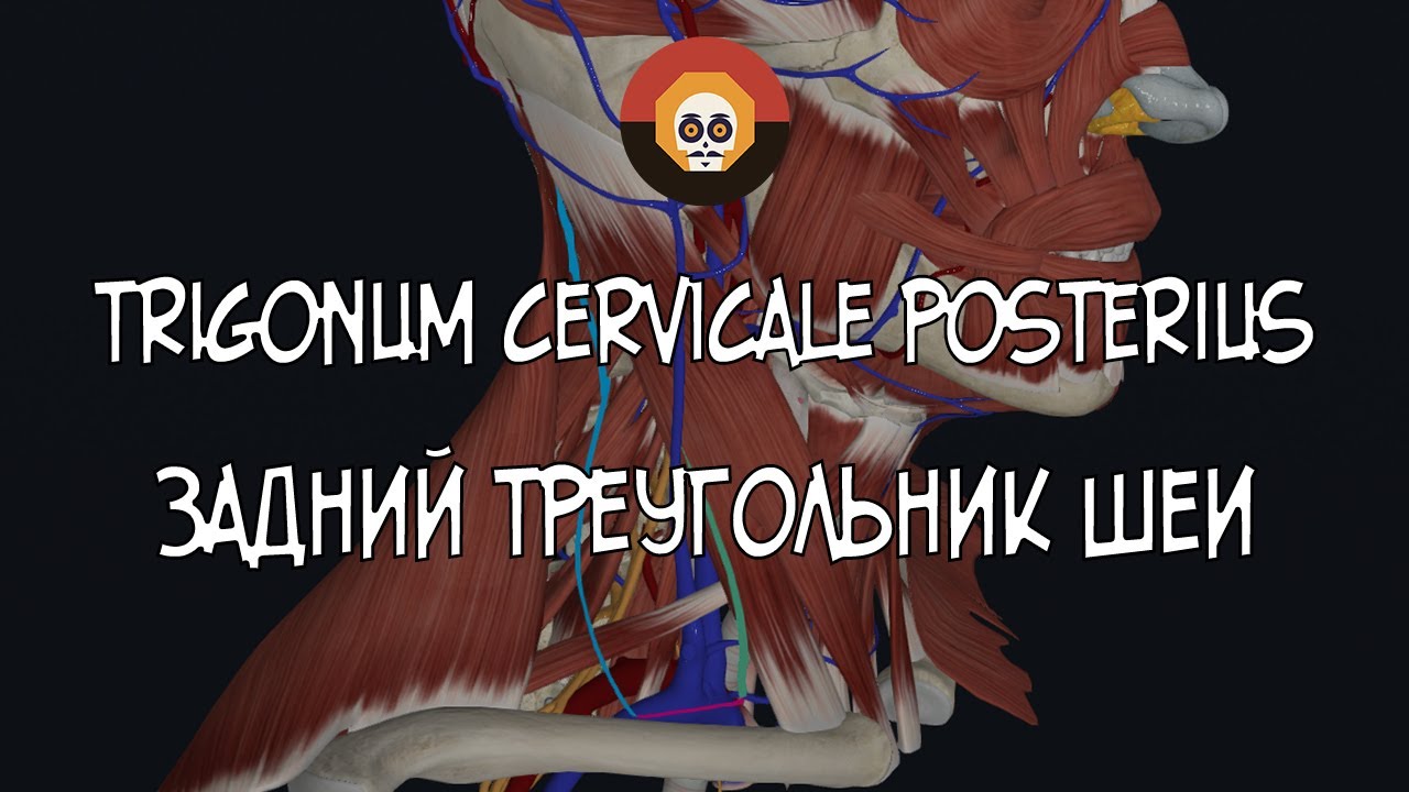 Задний треугольник шеи (trigonum cervicale posterius) 3D Анатомия