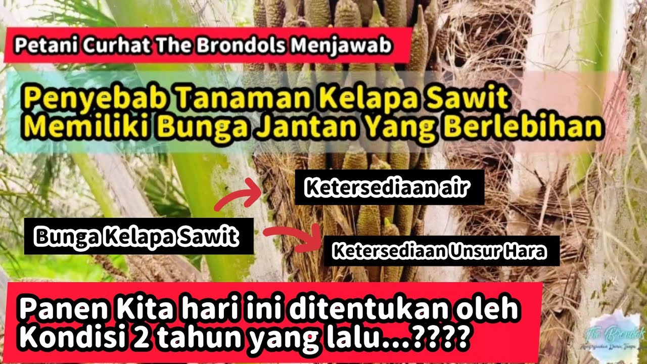 Petani Curhat The Brondols Menjawab - Penyebab Kelapa Sawit Memiliki Bunga Jantan Yang Berlebihan