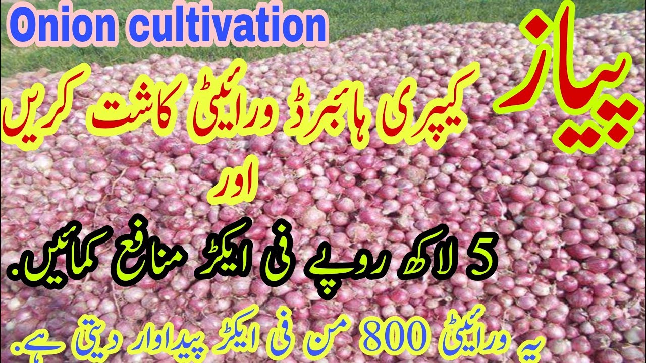 Onion cultivation in Pakistan | High Yielding Onion Variety | Onion Farming in Pakistan and India