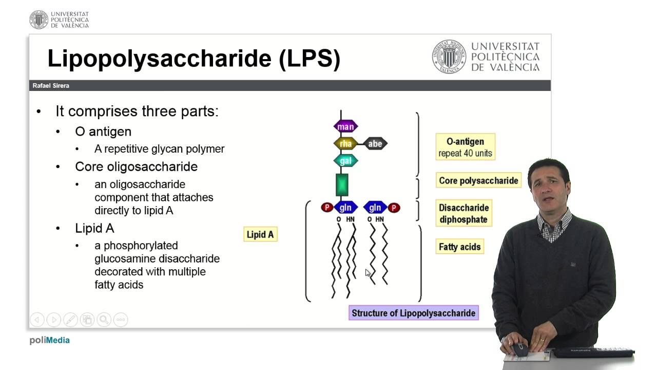 Patrones moleculares asociados a patógenos |  | UPV