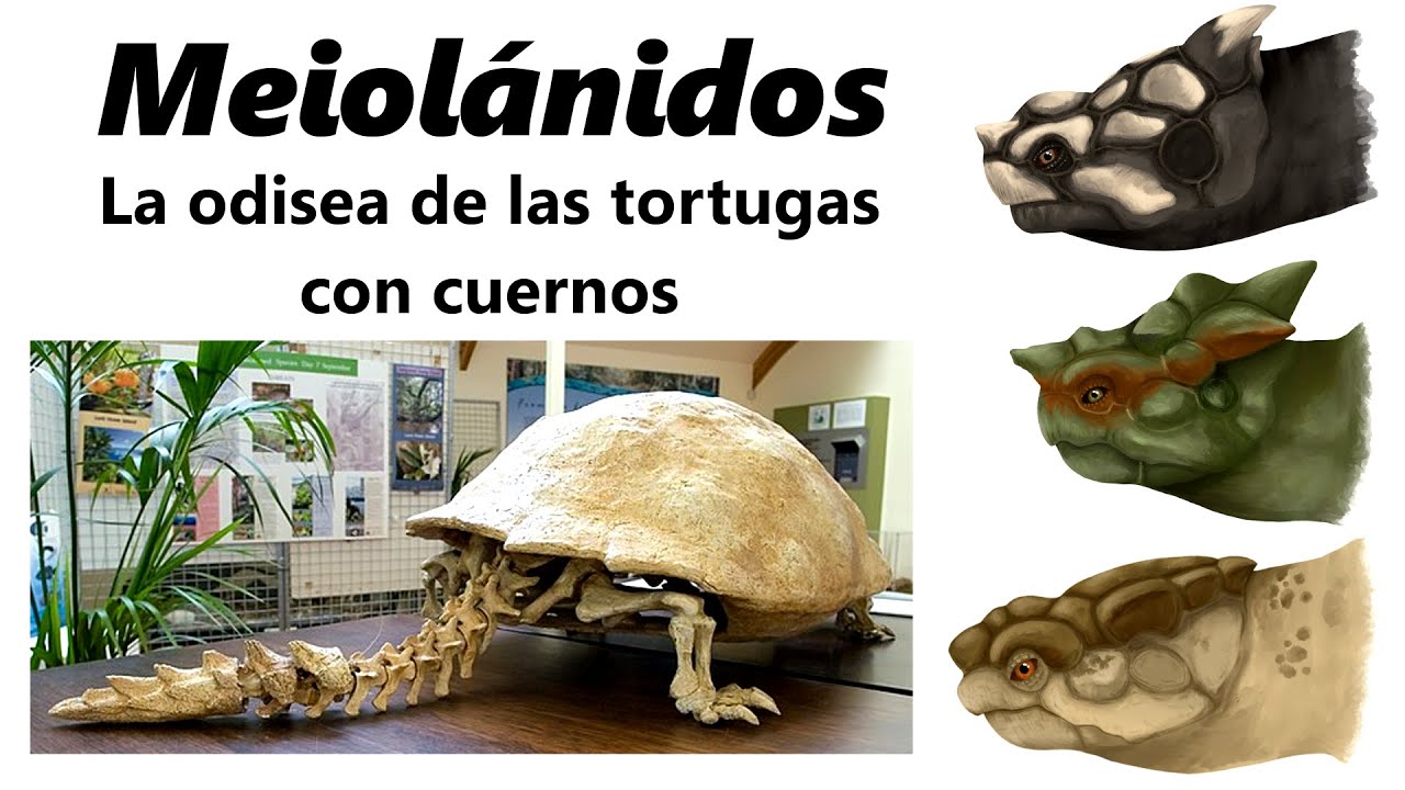 Meiolánidos: ¡descubre a las tortugas gigantes con cuernos!