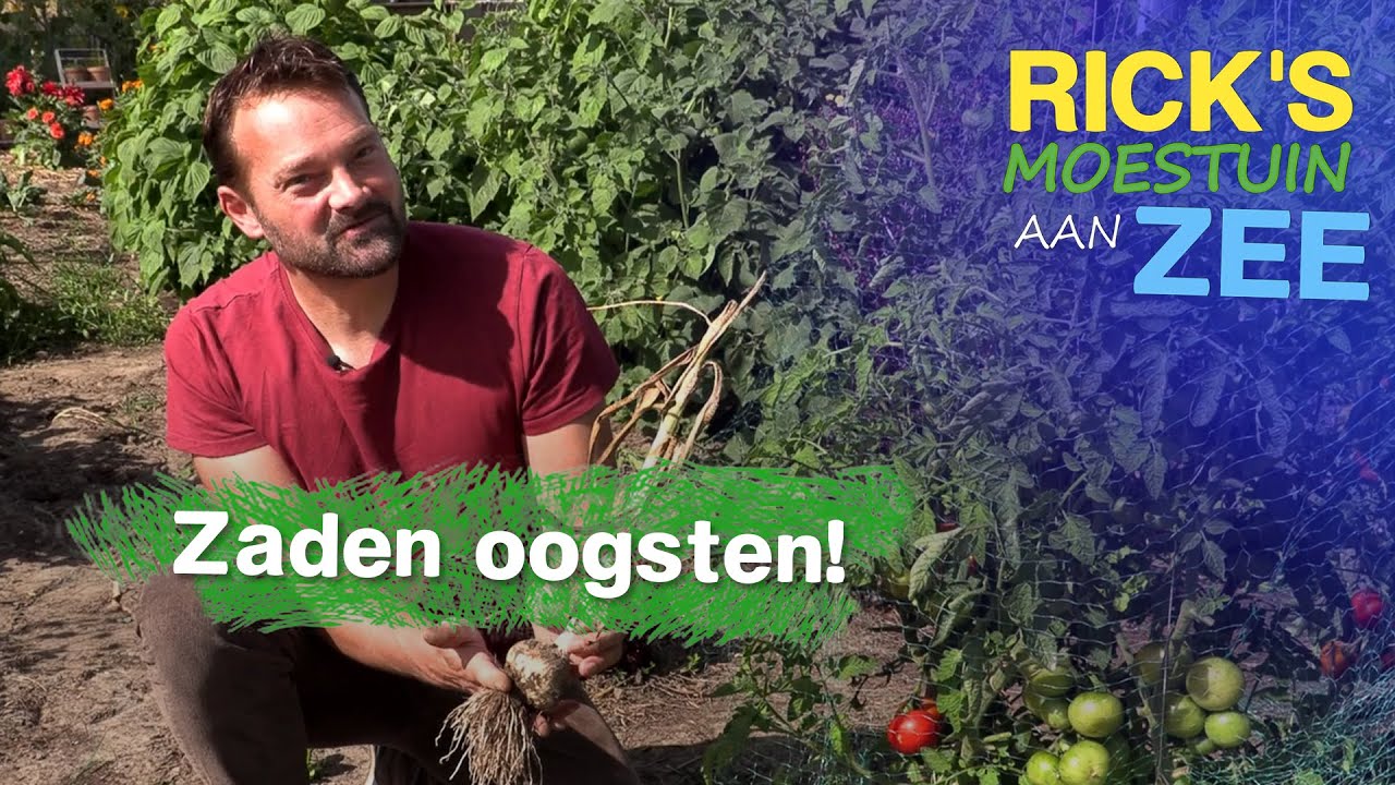 Zaden oogsten van bloemen en groente uit de moestuin | Alles Wat Bloeit | Rick's Moestuin aan Zee