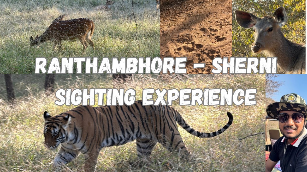 The Perfect Day in Sawai Madhopur: Safari & Ranthambhore Chopati | Dhruva Nigam