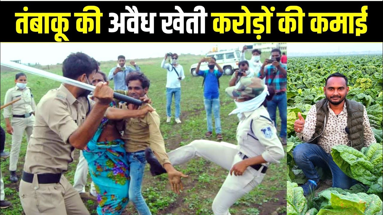तम्बाकू की खेती से करोड़ों कमाते है इस गांव के किसान | tobacco farming | tambaku ki kheti