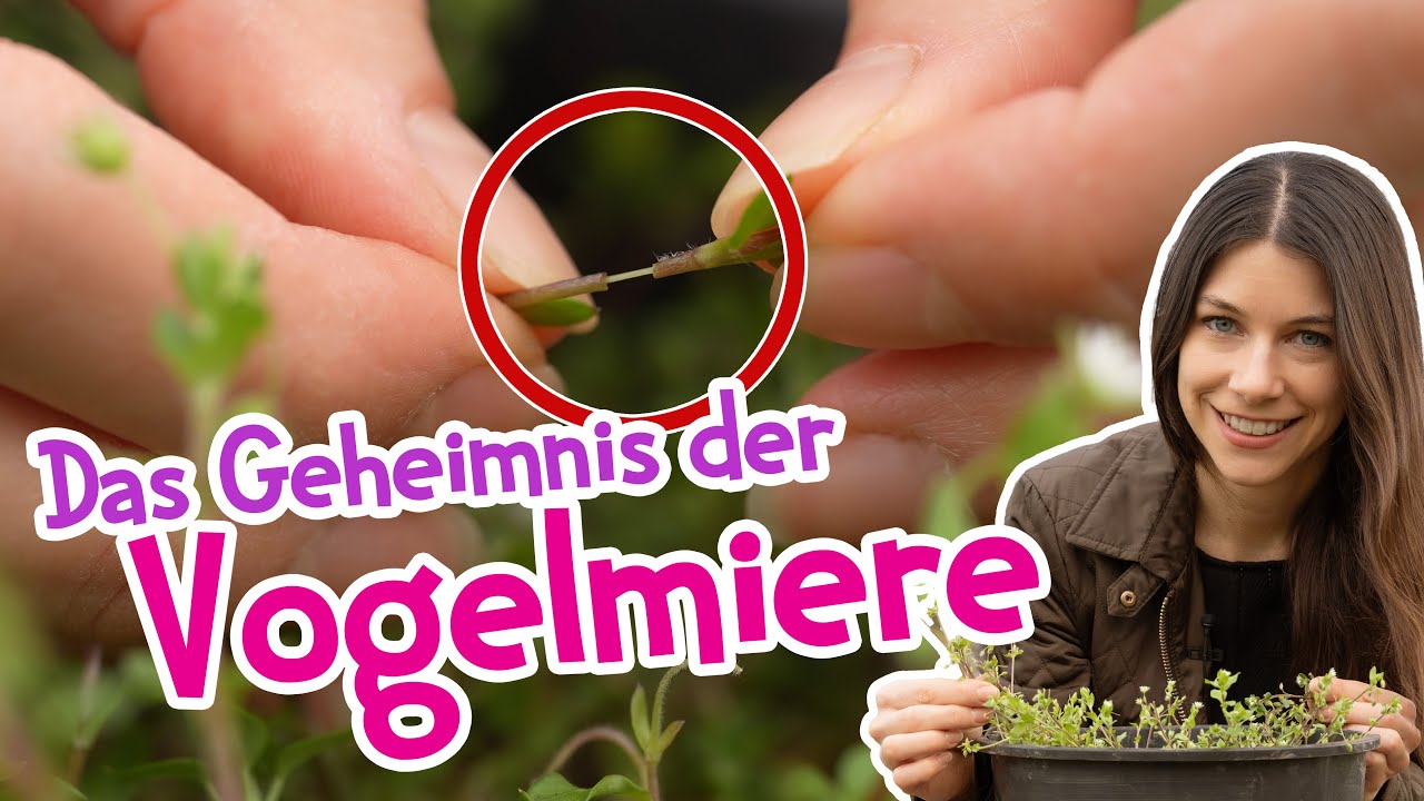 Besser als Salat? 🥬✨ Warum Vogelmiere das perfekte Wildgem&uuml;se ist! #garten #wildkr&auml;uter