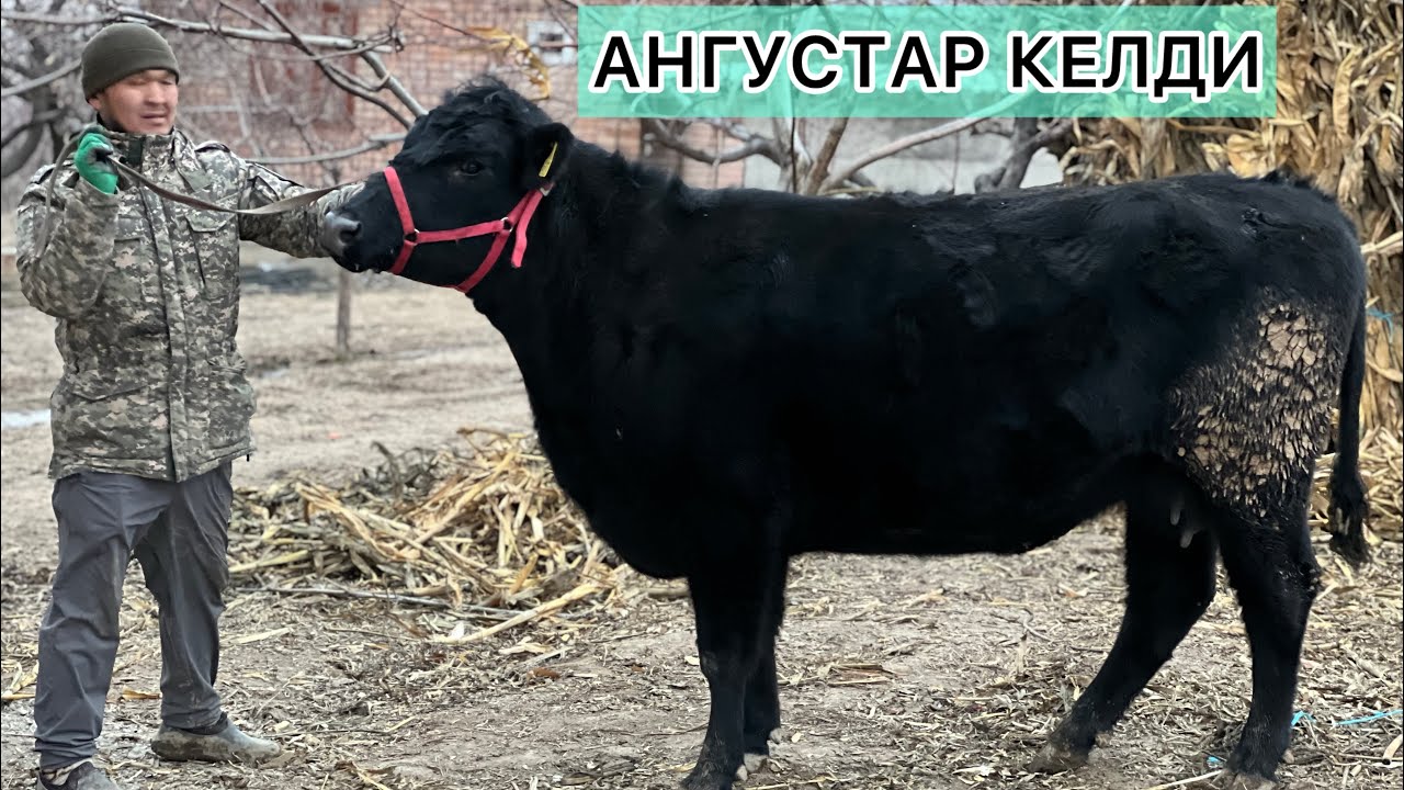 Ангустар келди🔥🔥🔥☎️ +996 220828181 