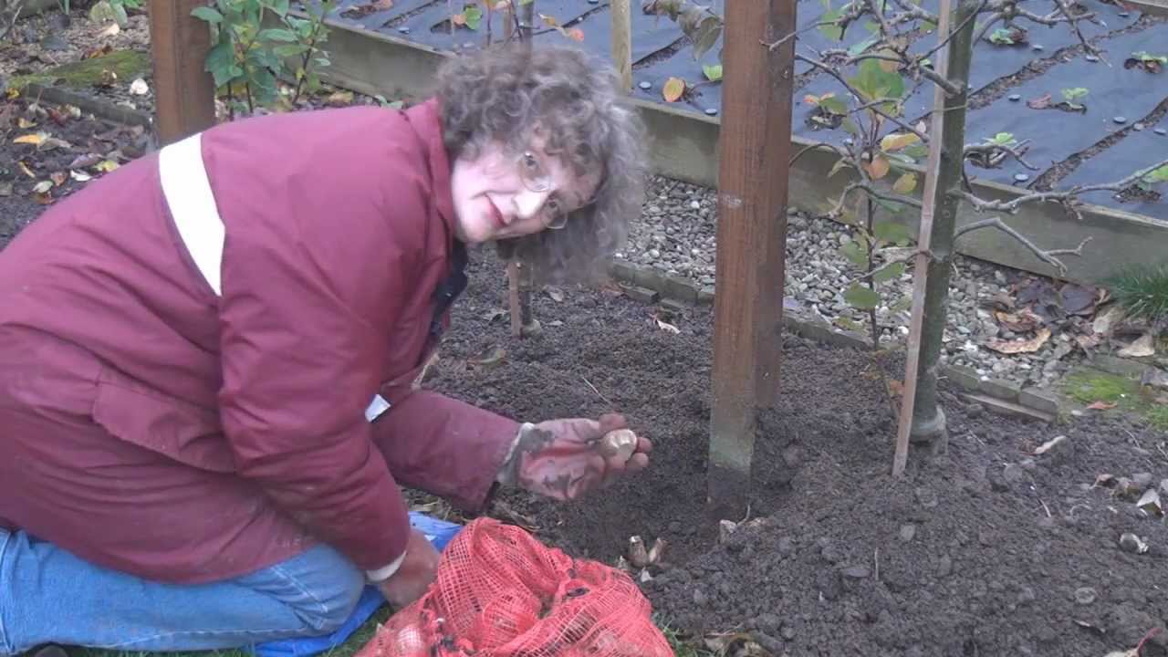 Titli's Busy Garden 2012 Week 46 - It's Bulb-time!