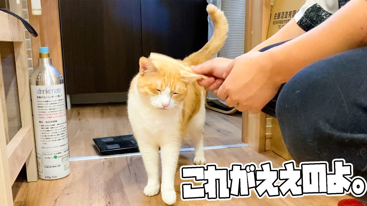 ブラッシングが嫌いだったはずのねこ、自らおねだりをする。