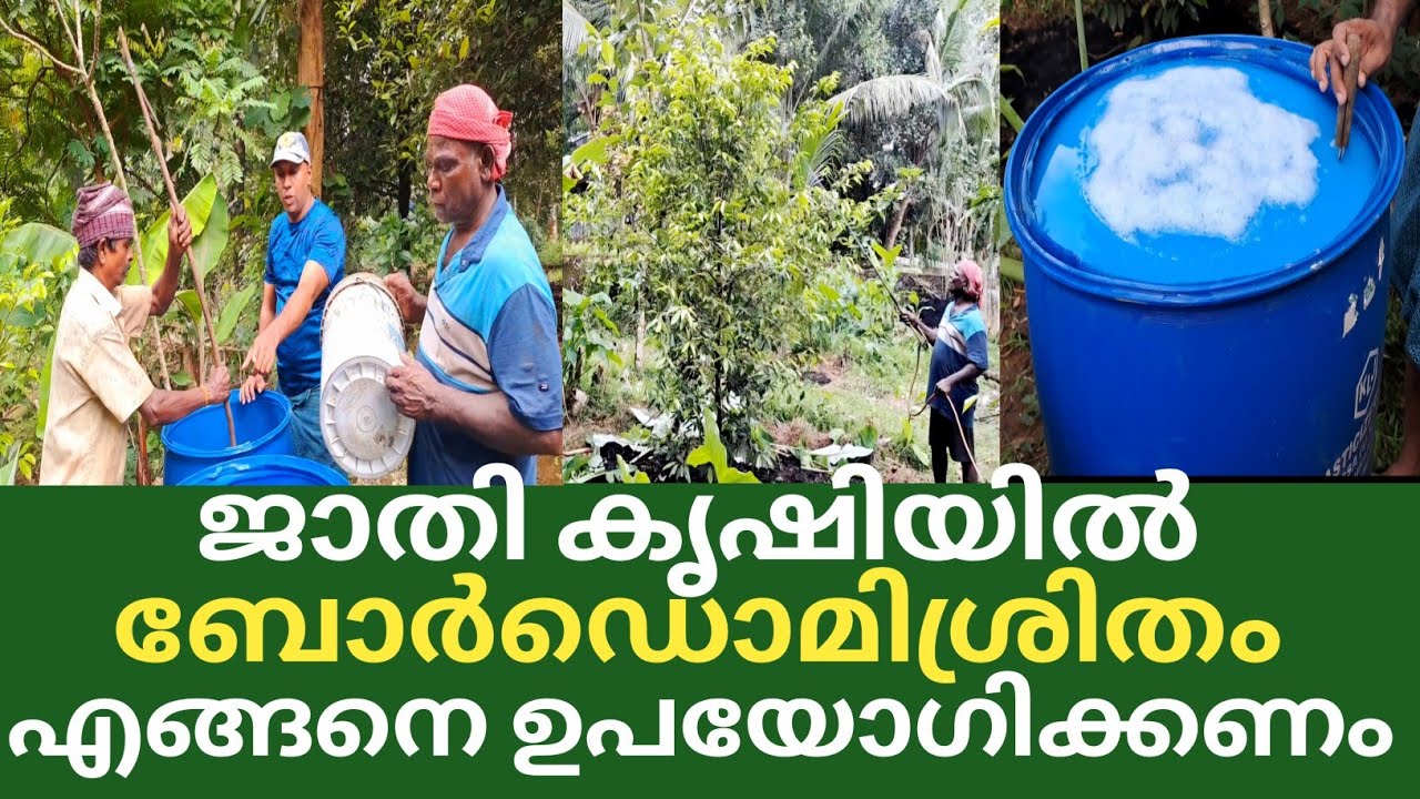ബോർഡൊമിശ്രിതം ജാതിക്ക് അടിക്കുമ്പോൾ ഇതുപോലെ തയാറാക്കണം @kl40moneyfarming