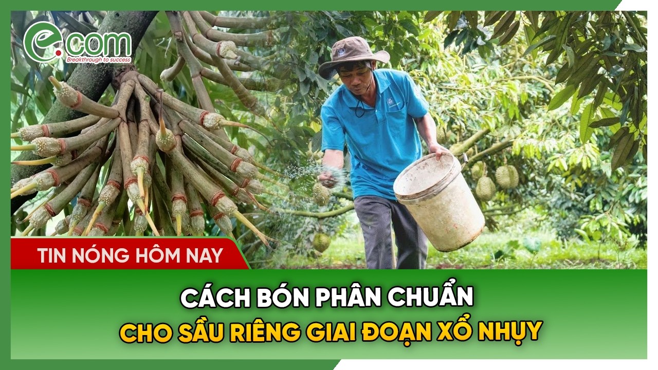 Cách Bón Phân Chuẩn Cho Sầu Riêng Giai Đoạn Xổ Nhụy
