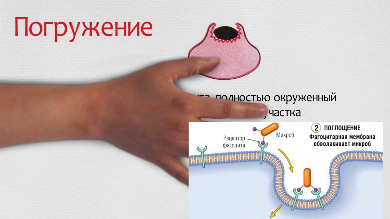 Фагоцитоз. Значение в развитии патологии.