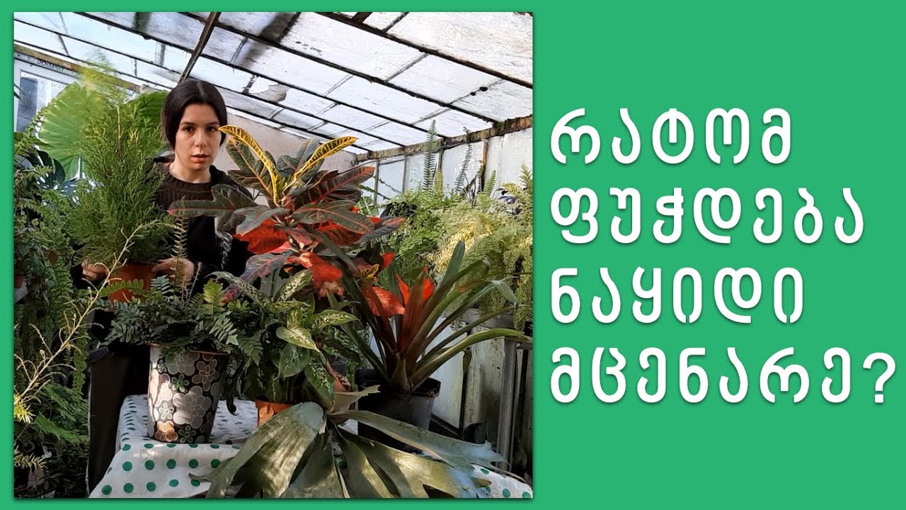 რატომ ფუჭდება ახალ ნაყიდი მცენარეები?  ჰოლანდიური ყვავილები