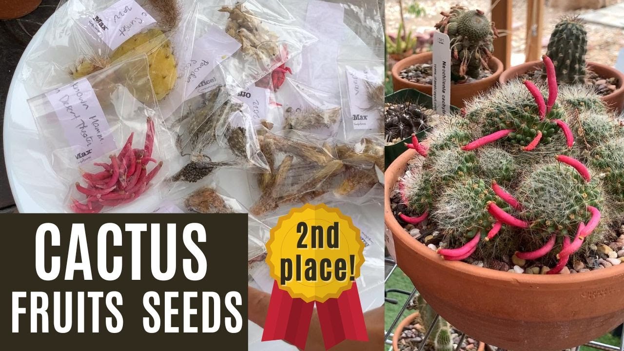 Picking #Cactus Fruits and Collecting #CactusSeeds
