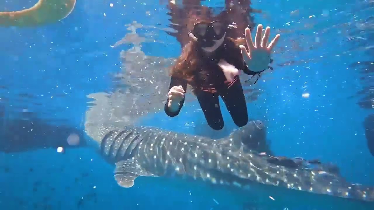 Swimming with Whale Sharks in Taug Lila Bohol Philippines 🐋*we do not own the rights to this music**