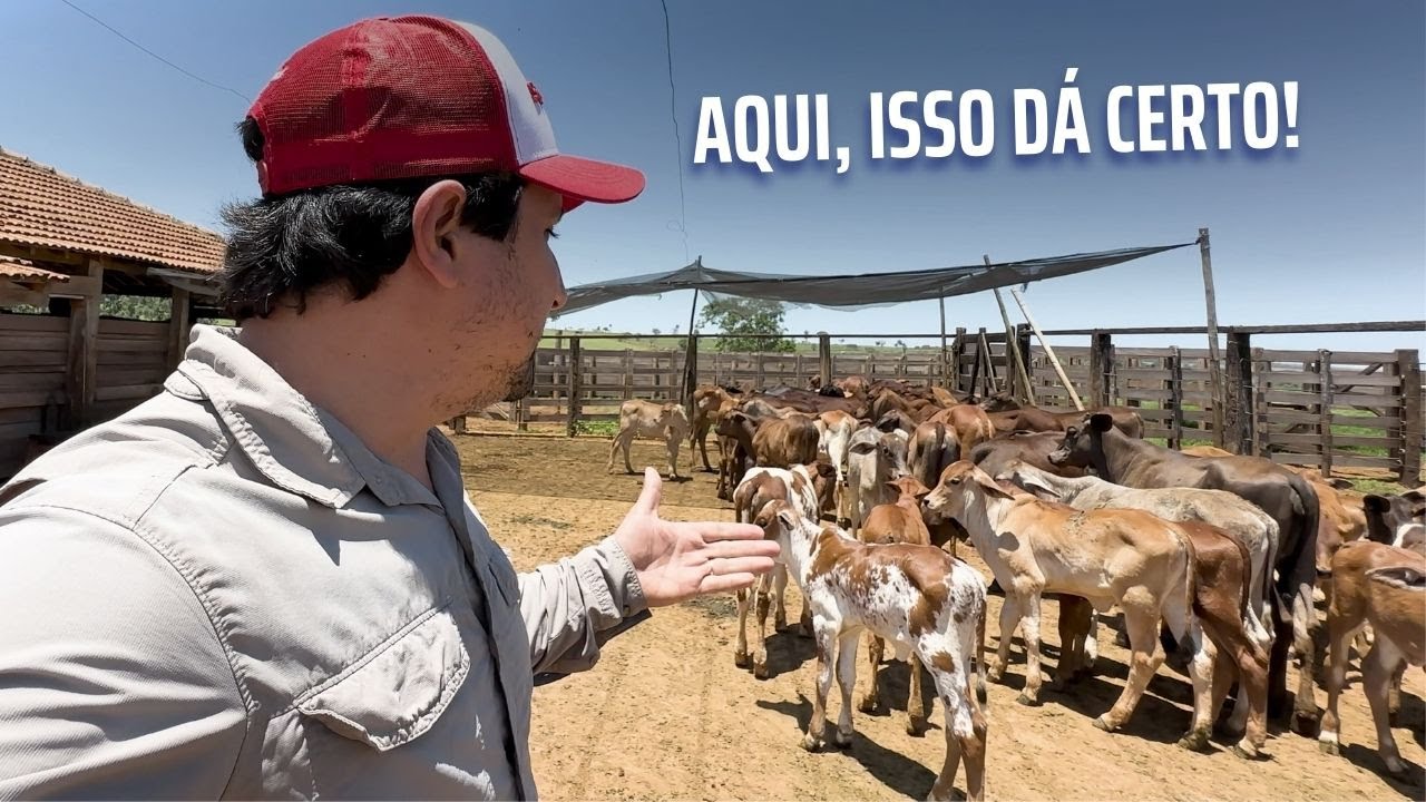 Criação de Bezerros do leite para corte. Operação simples e interessante.