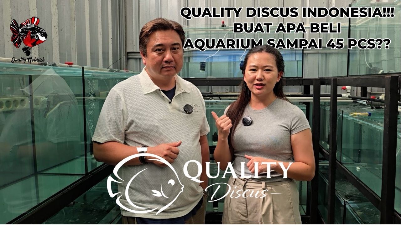QUALITY DISCUS INDONESIA!!! BUAT APA BELI AQUARIUM SAMPAI 45 PCS???