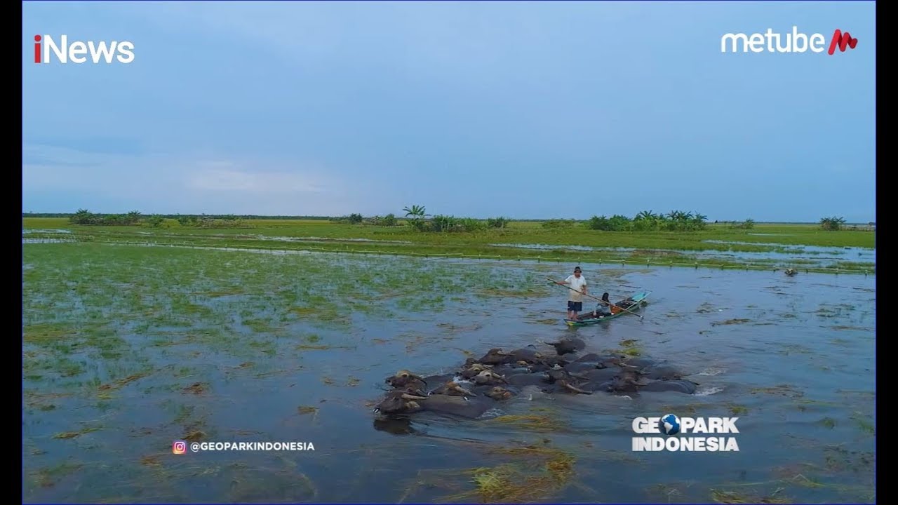 Keseruan Menggembala Kerbau di Desa Alalak Padang dan Panen Padi Part 02 - Geopark Indonesia 14/07