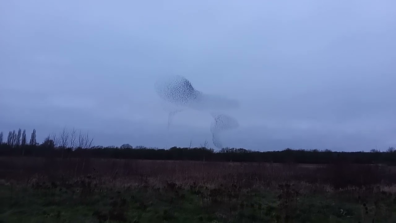 Starling murmuration