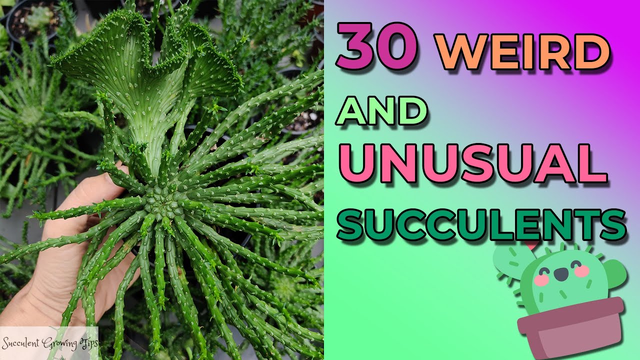 30 Weird And Unusual Succulents With Names