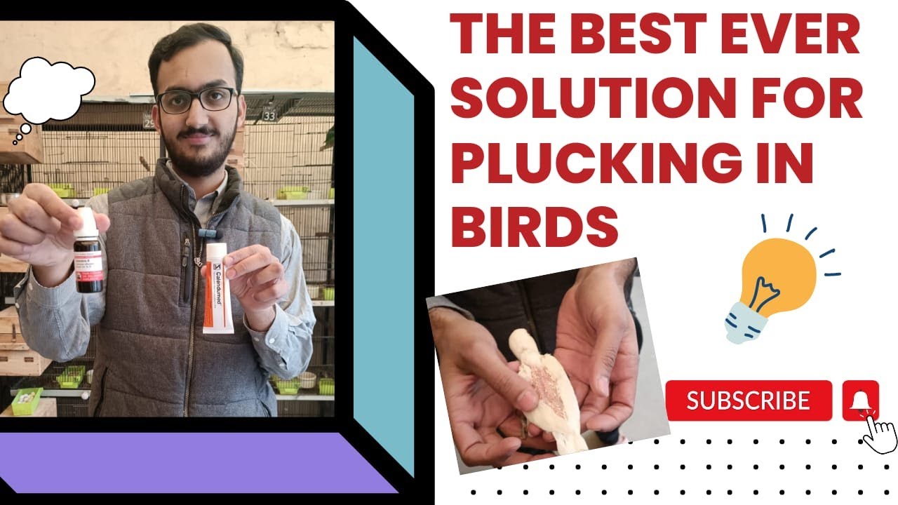 Resolve Birds Plucking Issues in just 3 Days | The Best Solution for plucking | shani Bhai Avairy