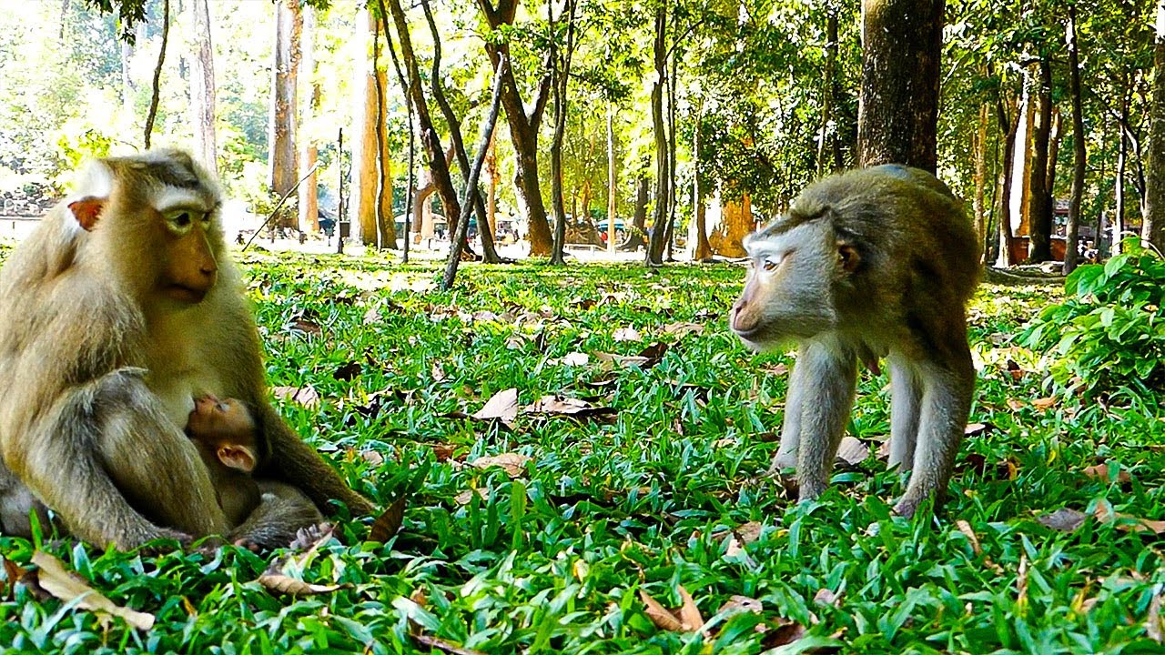 Heartwarming |Monkey Libby impression to her old best friend, Rose is very cute!