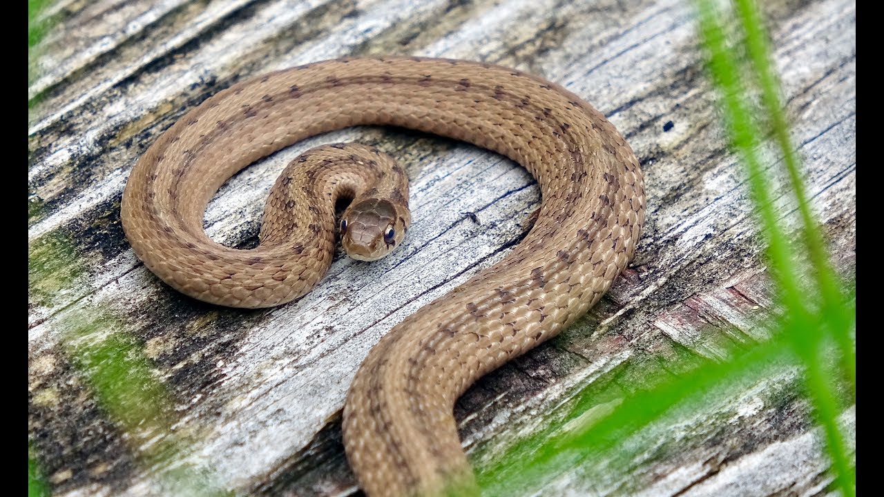Chicago Field Herping