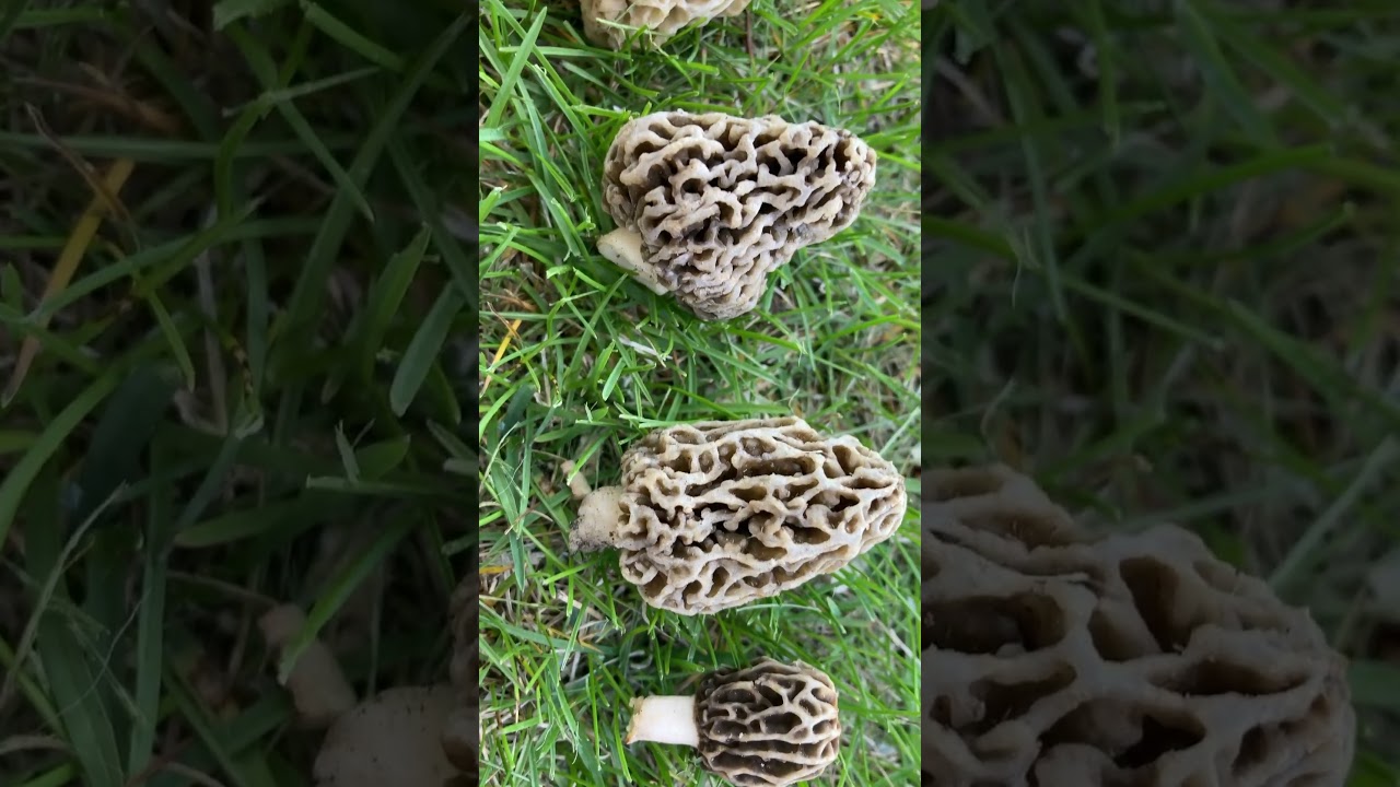 Amazing Variations in size and shape of the yellow Morel Mushroom.