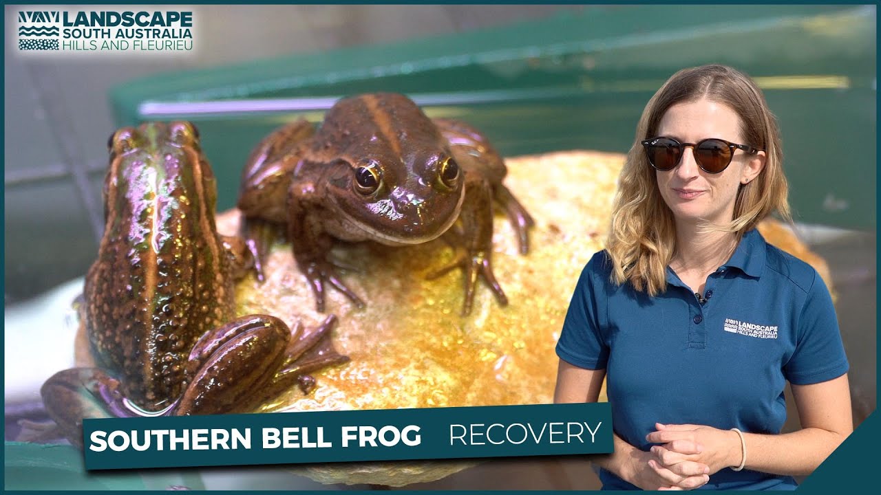 Southern bell frog recovery