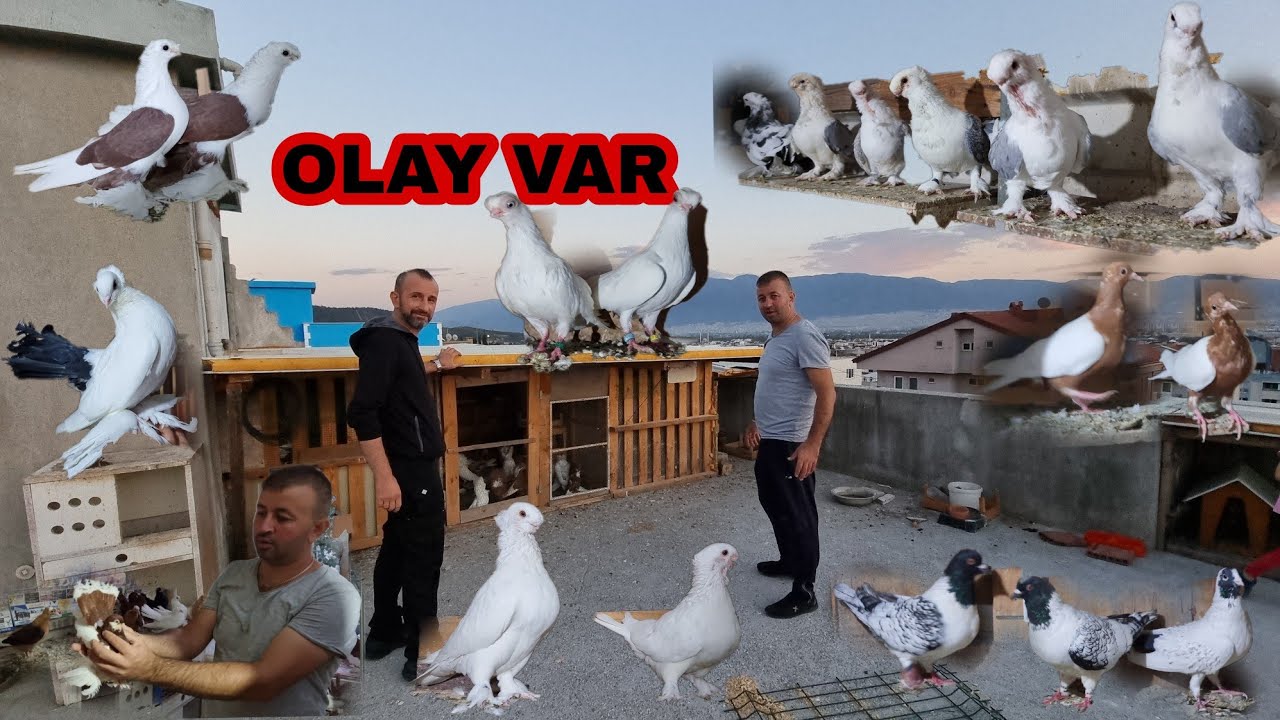 GÖRMEDİĞİNİZ IRKLAR MUHTEŞEM KÜMESLER  ENVAİ ÇEŞİT GÜVERCİNLER NİHAT KAYABAŞLI KÜMESLERİNDEYİZ