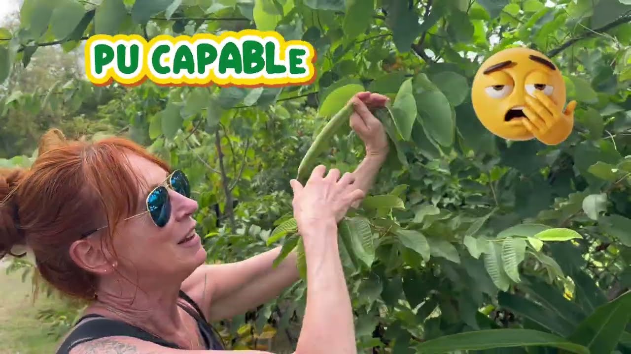 Surprise à bord : un gecko sur notre voilier ! 🦎 Vie quotidienne en Martinique