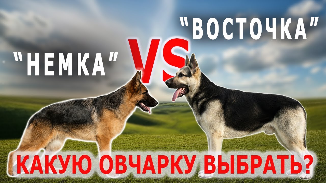 Две Овчарки — Два Характера: Разбираем Отличия | Собаковедение
